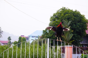 Black and Red Rooster Perched on White Metal Fence Flapping Wings Outdoors Against Green Trees in Rural Neighborhood © Aisyah Faiha