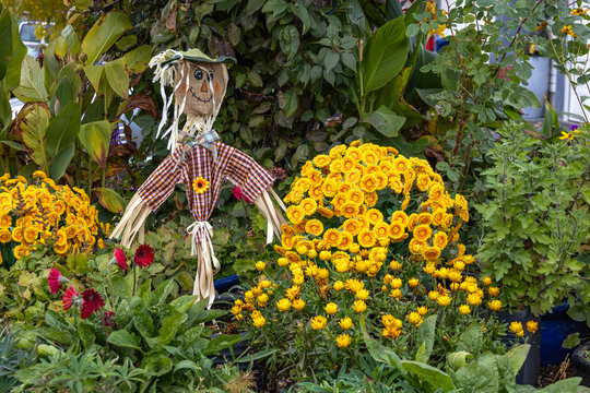 Cheerful Handmade Scarecrow Surrounded by Bright Yellow Autumn Chrysanthemums