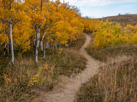 Winding Dirt Path Leading by Autumn Coloured Aspen Woods at Cranberry Flats Conservatory in Saskatoon, Canada