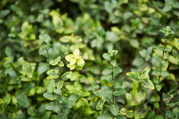 Trzmielina Fortune’a, trzmielina pnąca ,Euonymus fortunei (Turcz.) Hand.-Mazz. © Marcin Łazarczyk
