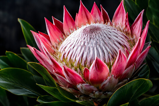 Striking bold protea flower with textured petals in isolated setting