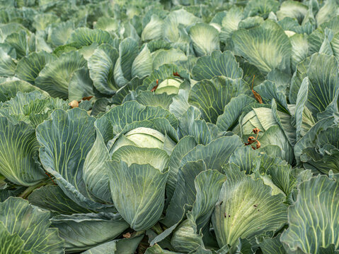 Green Cabbage Field on a Vegetable Farm Ready for Harvest With Lush Leaves and Rows of Crop