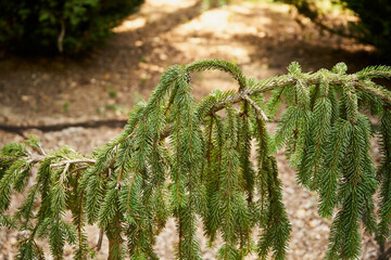 Świerk pospolity ,Picea abies (L.) H.Karst © Marcin Łazarczyk