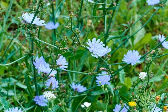 beautiful blooming blue buds of cichorium intybus in the spring evening city flower bed near the house. background for designer, artist, screensaver, desktop, wallpaper