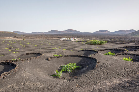 Lanzarote Volcanic Malvasia