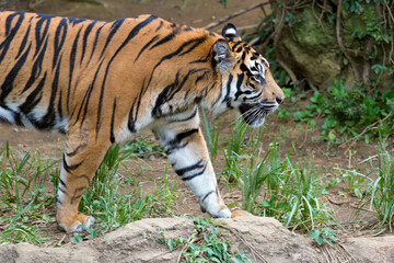 Fototapeta premium The upper body of a walking Sumatran tiger