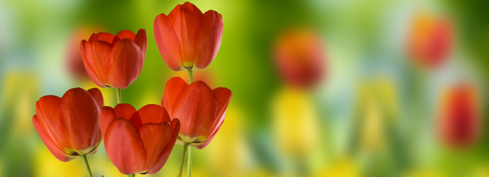 Red tulips in a garden during spring season with blurred flowers in the background