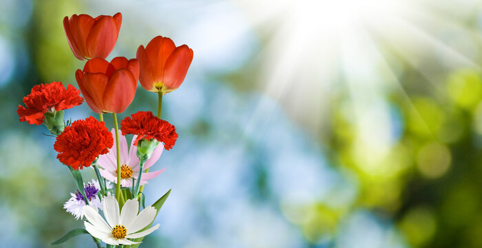 Bright bouquet of flowers with red tulips and pink carnations in spring sun