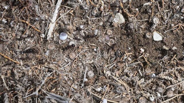 Colony of ants marching in a line along a trail carrying food to the anthill. Busy ants walking in single file on a forest trail loaded with food supplies. Close-up of worker ants transporting food  