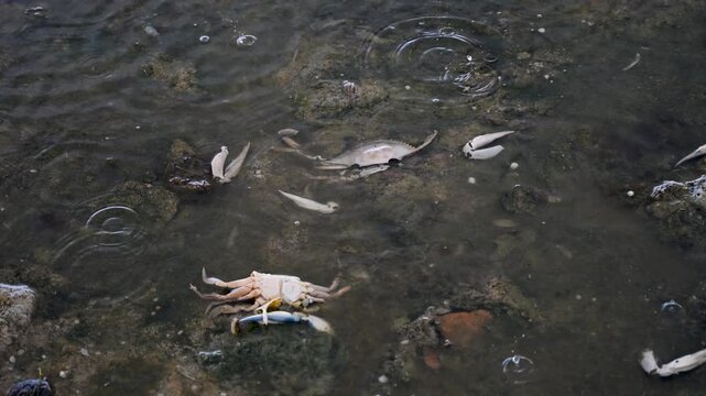 Dead crabs washed ashore on a beach, representing a severe natural and ecological disaster. Mass mortality of crabs stranded on the coast due to environmental pollution or ecological crisis. 