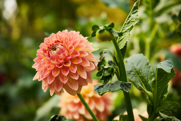 Dalia, georginia ,Dahlia Cav. © Marcin Łazarczyk