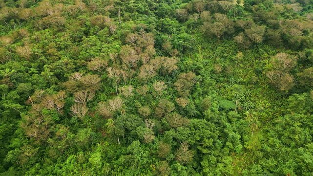 Greenery Dense Jungle Covered Tropical Mountains Near Barangay Obo In San Miguel, Catanduanes, Philippines. Aerial Shot
