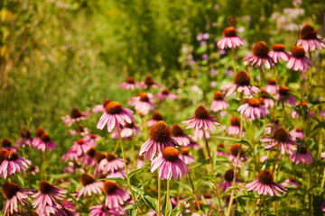Jeżówka purpurowa ,Echinacea purpurea (L.) Moench. © Marcin Łazarczyk