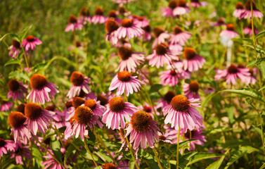 Jeżówka purpurowa ,Echinacea purpurea (L.) Moench. © Marcin Łazarczyk