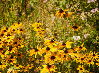Rudbekia błyskotliwa ,Rudbeckia fulgida © Marcin Łazarczyk