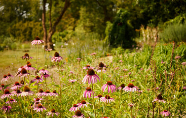 Jeżówka purpurowa ,Echinacea purpurea (L.) Moench. © Marcin Łazarczyk