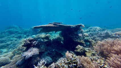 A large table coral on a reef slope under morning sunlight rays. Sunlight rays filter through the clear blue water above the layered coral structure. © Houston