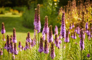 Liatra kłosowa ,Liatris spicata © Marcin Łazarczyk