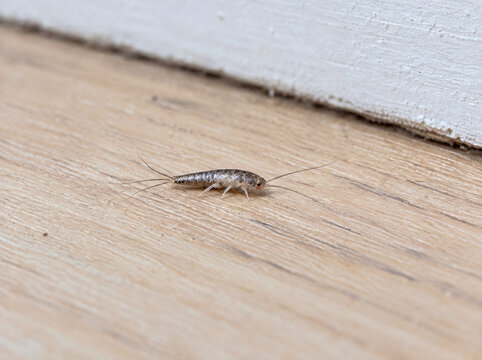 Silverfish crawling on an indoor floor in a humid home