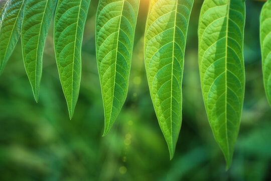 Green pinnate leaves of Ailanthus altissima tree with visible veins texture under soft daylight. Defocused tropical forest foliage