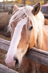 A gold colored horse with blonde mane and white blaze on its face pokes its head over the top rail of a wooden fence. © Janice