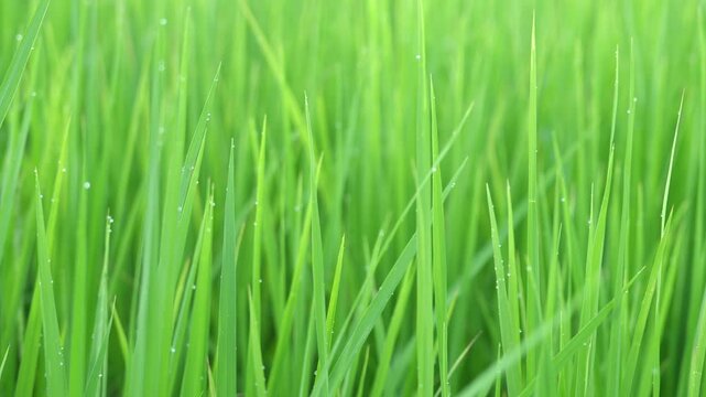 Green rice stalks with dewdrops clinging to their tips