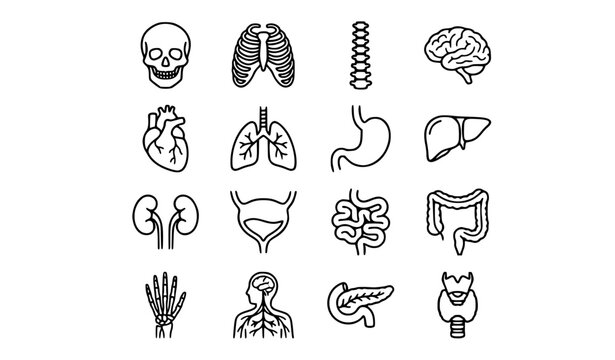 Human Anatomy and Internal Organs Line Icons Set with Brain, Heart, Stomach, Bones and Nervous System