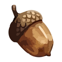watercolor illustration of an acorn © Menhikki