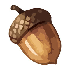 watercolor illustration of an acorn © Menhikki