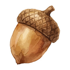 watercolor illustration of an acorn © Menhikki