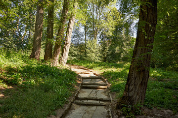 aleja parkowa  © Marcin Łazarczyk