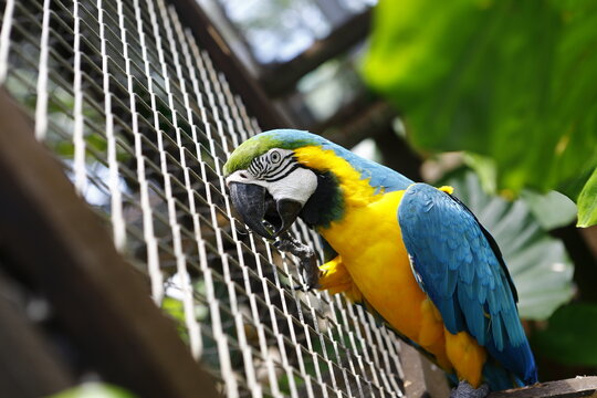 A vibrant blue-and-yellow macaw clings to the cage wire.