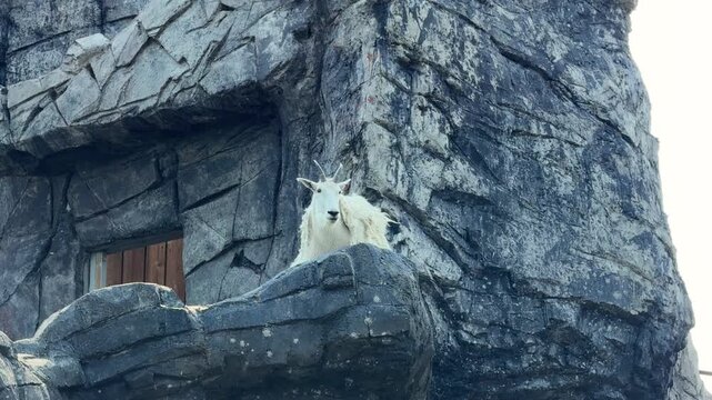 A white mountain goat peers over a rocky ledge in a wildlife enclosure, a shaggy mountain goat with black horns resting among the cliffs on a sunny day.