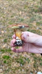 mushroom in a hand © Maxim