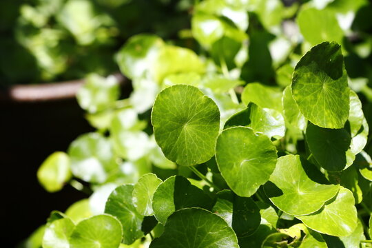 Lush green pennywort leaves bask under bright natural sunlight.