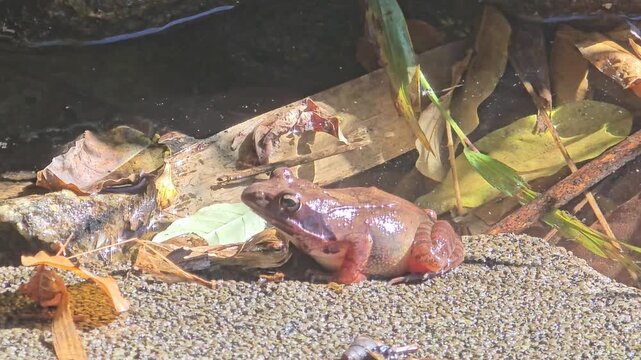 Korean brown frog (Rana amurensis) basking on a sunny autumn stream bank

