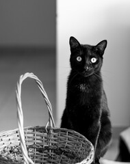 Black cat sitting next to a woven wicker basket in black and white photography © HumbertoJose