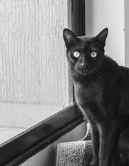 Black cat looking at camera near window in black and white portrait © HumbertoJose