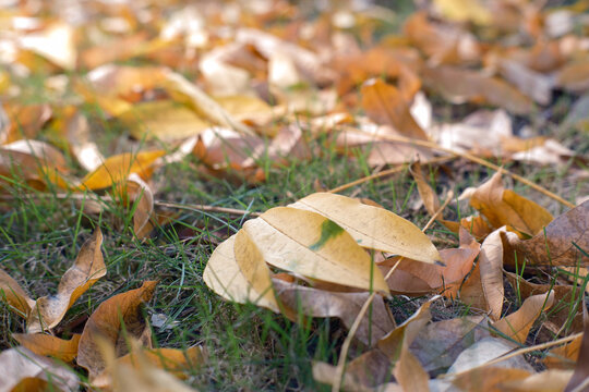 In autumn, fallen leaves in the community covered the grassland.