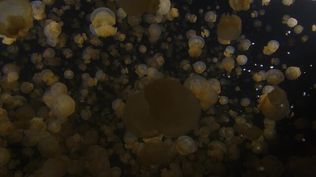 Camera moves through the dense population of the Papuan jellyfish (Mastigia papua) at night. The species were isolated to the marine lake and underwent various adaptations
