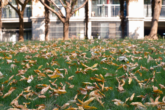 In autumn, fallen leaves in the community covered the grassland.