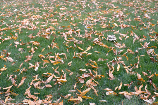 In autumn, fallen leaves in the community covered the grassland.