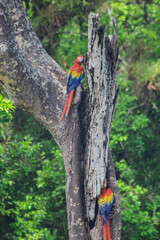 Scarlet macaws climbing a tree, with one of them at the tip of a branch, in the jungles of Copán. © Francisco