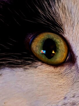 eye of the cat