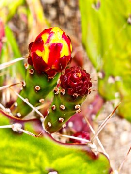 ladybird on a flower
