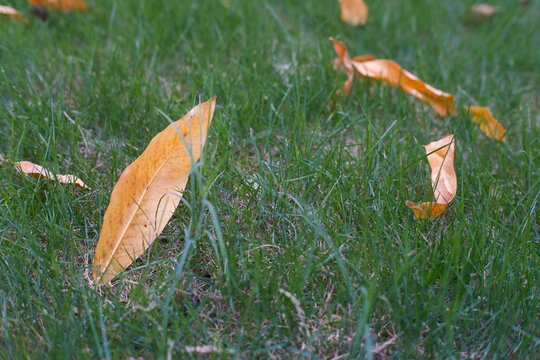 In autumn, fallen leaves in the community covered the grassland.