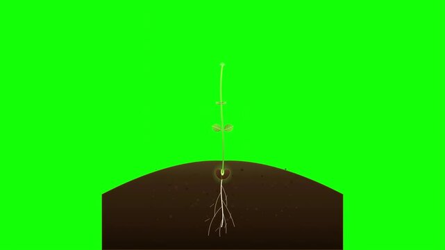 Green screen animation of seed sprouting and growing roots in soil