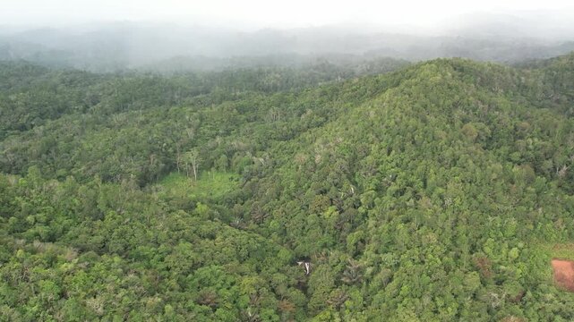 Aerial View of Lush Tropical Jungle Canopy under Misty Morning Sky