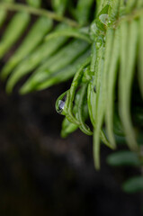 Macro close-up of green fern frond with water droplet © chris