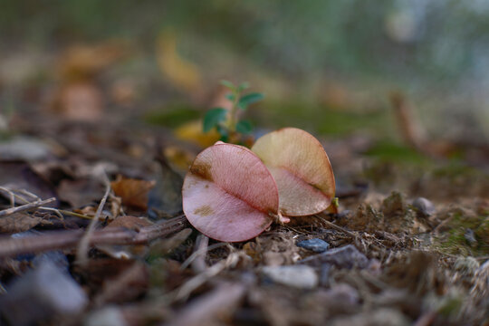 Autumn, nature, mushrooms, forest, leaves, leaf, fallen leaves, green, trees, season, grass, brown, fungi, food, yellow, park, close-up, orange, mushrooms, plants, red, outdoors, ground, nature